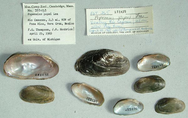 specimen
