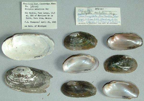 specimen