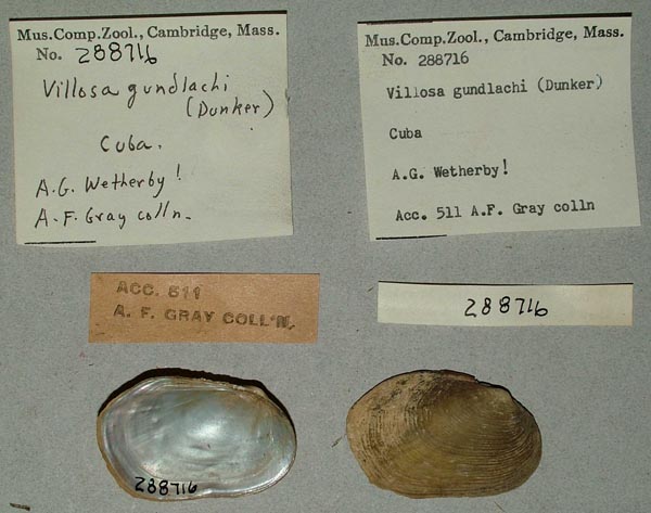 specimen