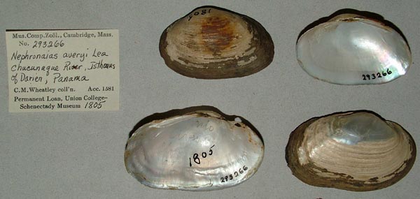 specimen