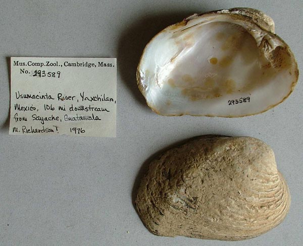 specimen