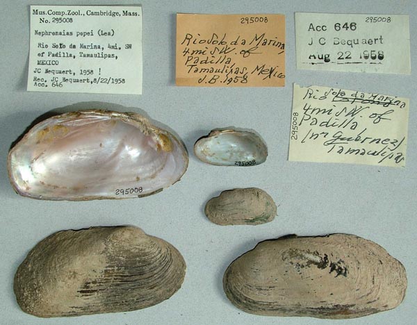 specimen