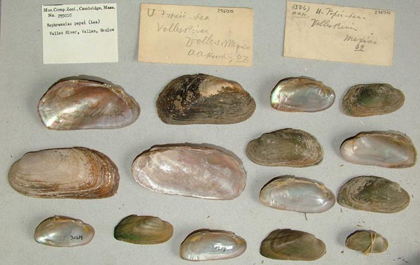 specimen