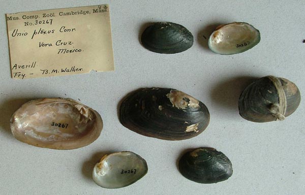 specimen