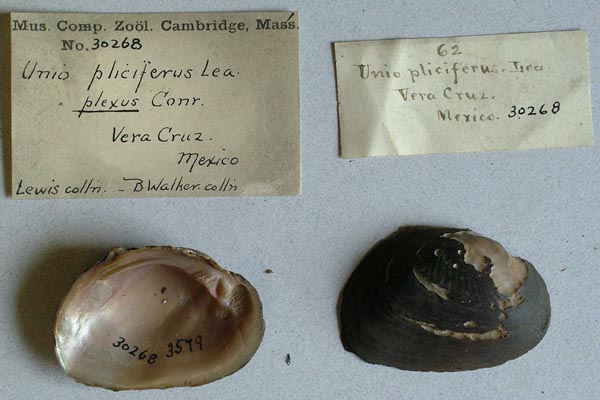 specimen
