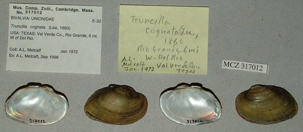 image of lot MCZ_317012 image of lot MCZ_317012