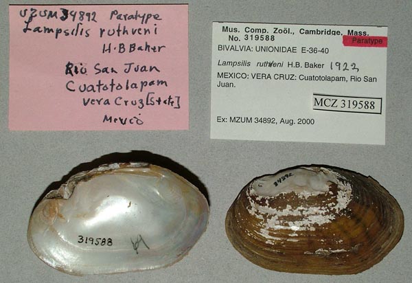 specimen
