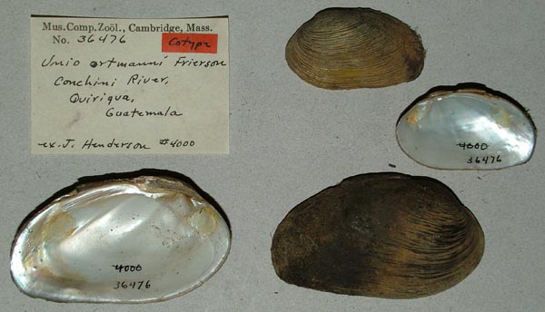 specimen
