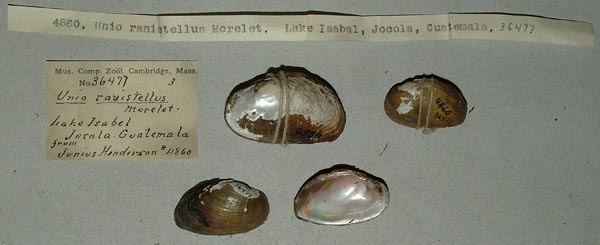 specimen