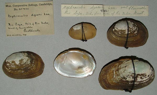 specimen