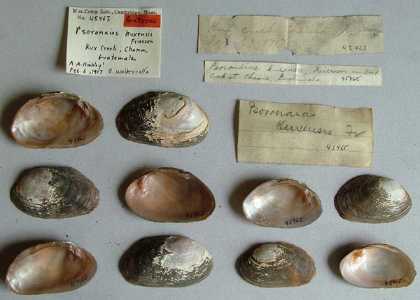 specimen