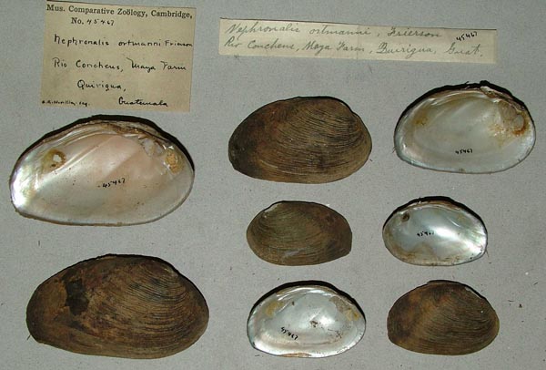 specimen