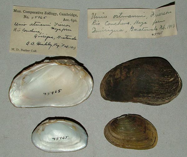 specimen