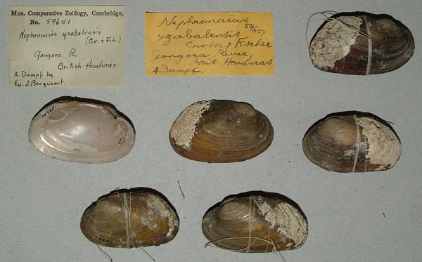 specimen