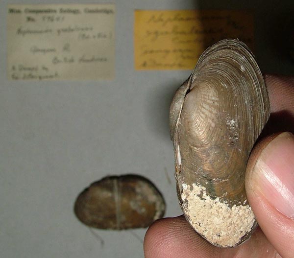 specimen