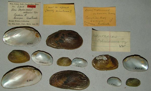 specimen