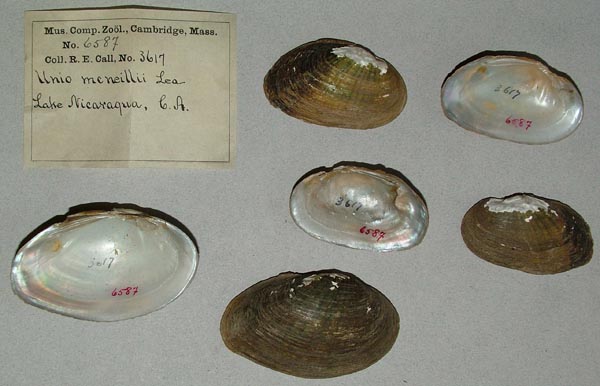 specimen