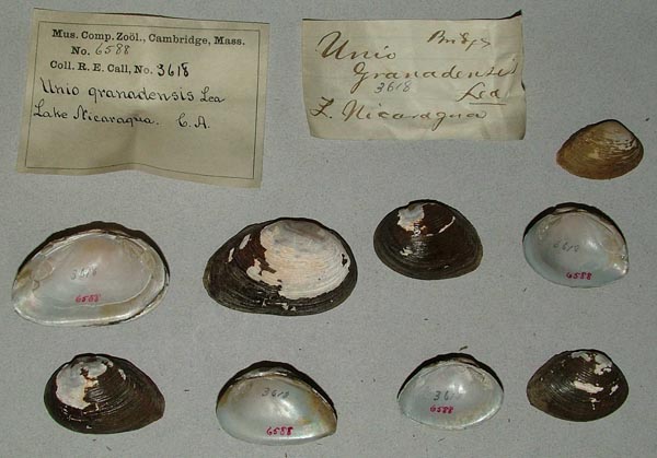 specimen