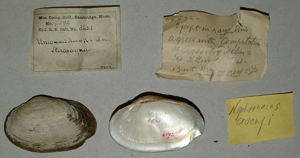 specimen