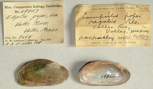 specimen
