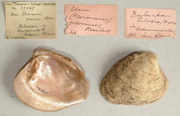 specimen