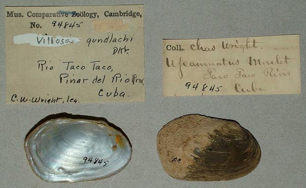 specimen