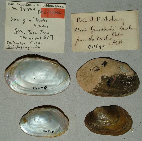 specimen