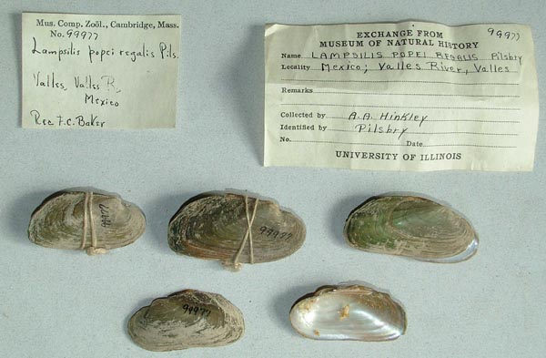 specimen