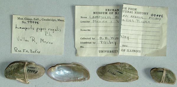 specimen