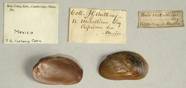 specimen