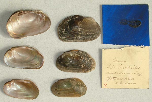 specimen