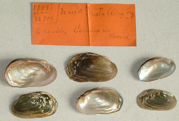 specimen