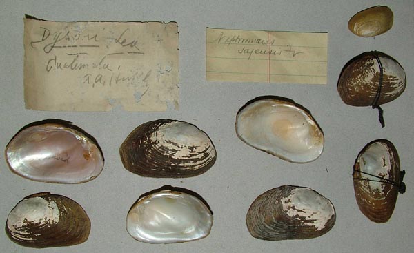 specimen