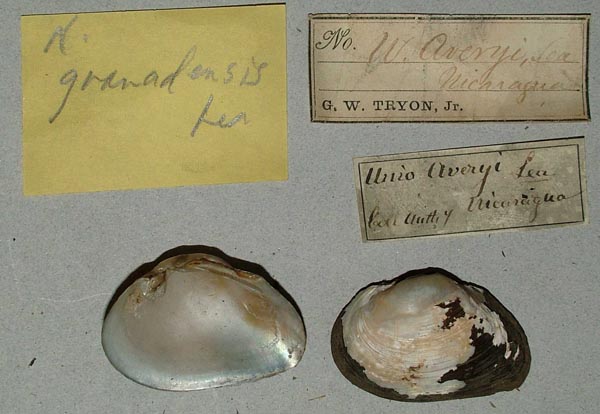 specimen