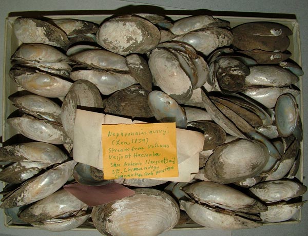 specimen
