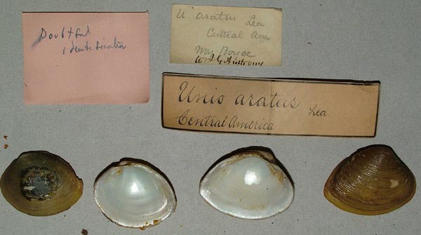 specimen