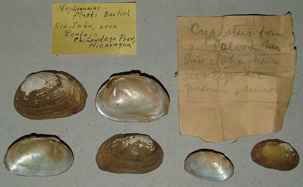 specimen