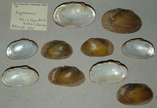 specimen