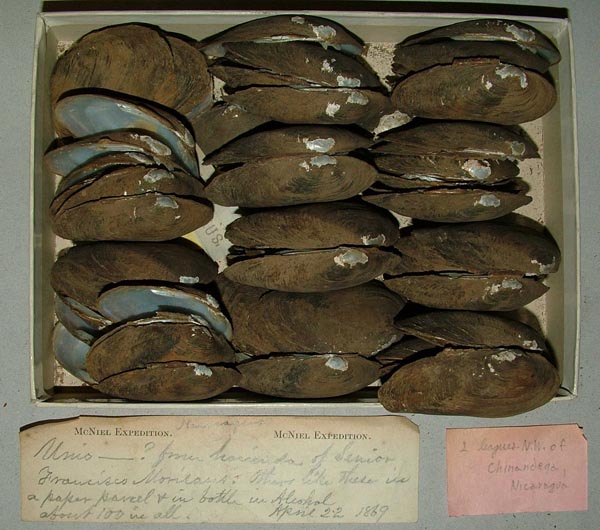 specimen