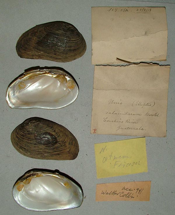 specimen