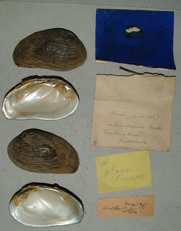 specimen