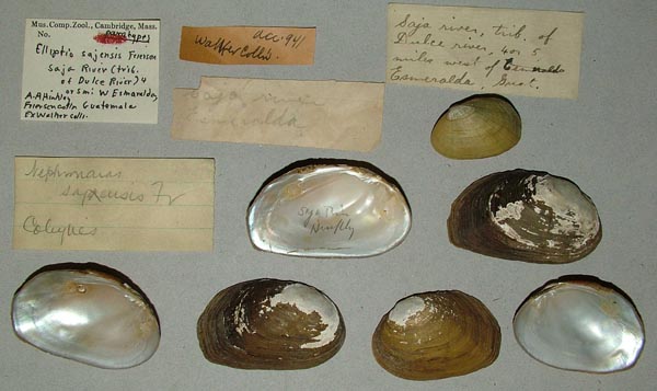 specimen