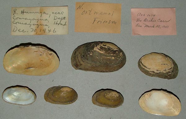 specimen