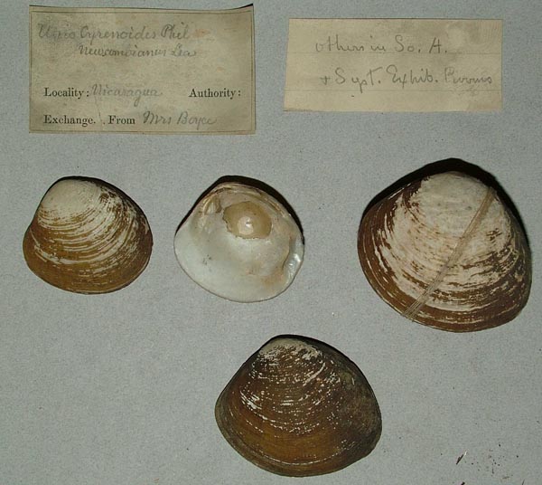 specimen