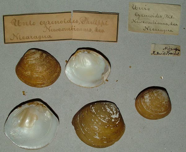 specimen