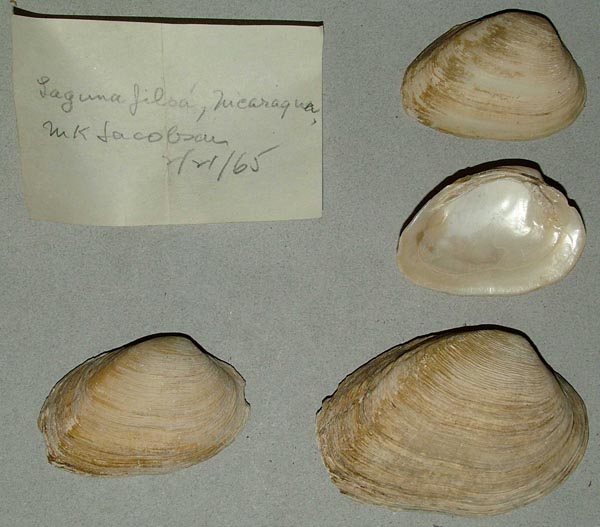 specimen