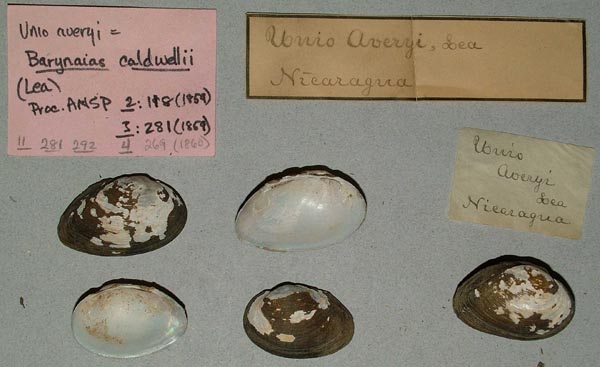 specimen