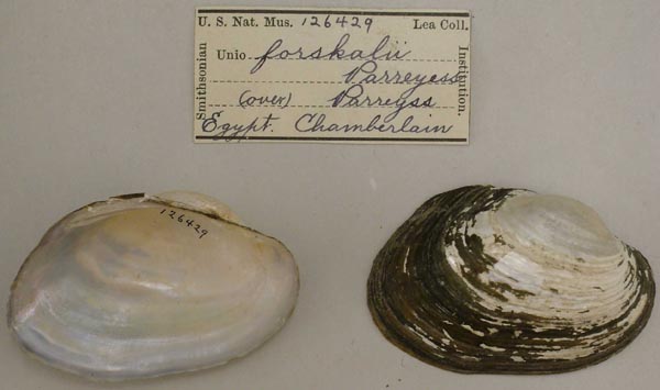 specimen