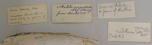 specimen