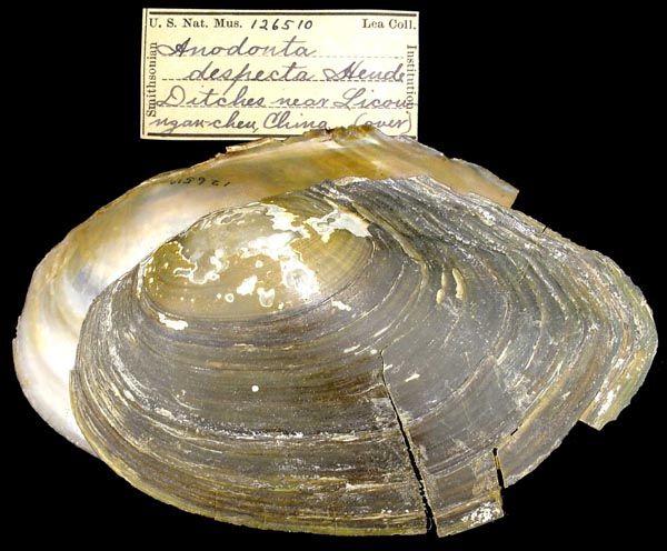 specimen